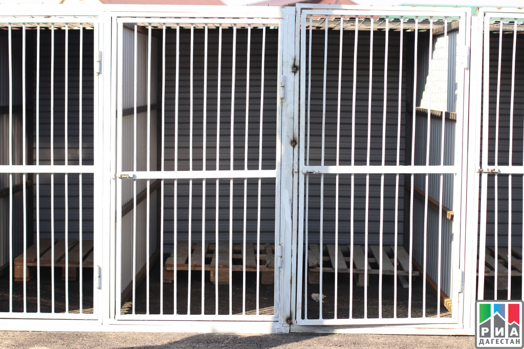 В Махачкале открыли питомник для бездомных животных, невзирая на протесты граждан