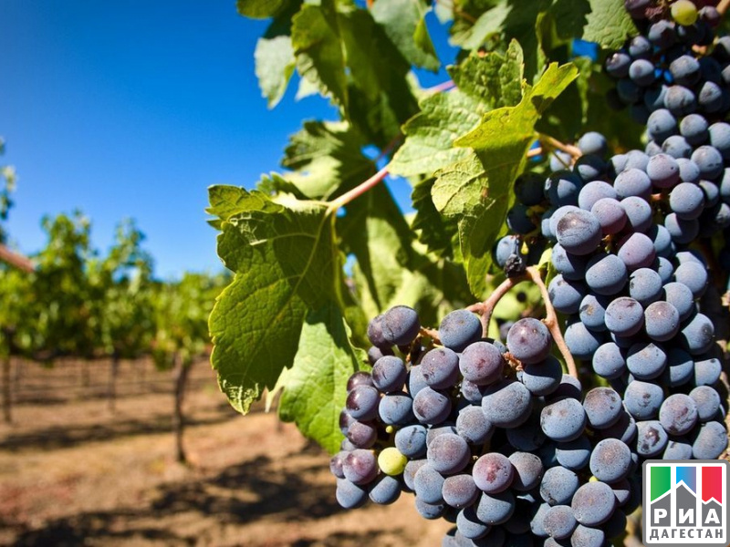 В Дагестане собрали около 700 тонн винограда
