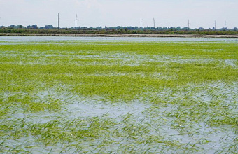 В Дагестане за 5 лет на треть выросла площадь рисовых чеков