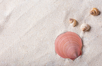 Дагестан поставил первую партию морских ракушек для домашней птицы в Вологодскую область