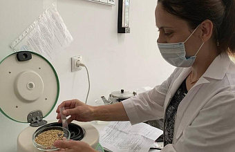 В Дагестане для весенней посевной кампании потребуется 13 тыс. тонн семян