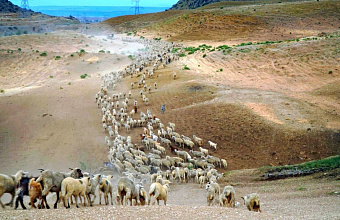 В Дагестане завершается перегон скота на летние пастбища