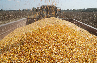 Урожай кукурузы на зерно в Дагестане вырос почти на 5%