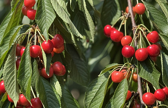 Руководство Минсельхозпрода Дагестана посетило перспективный черешневый сад в Карабудахкентском районе