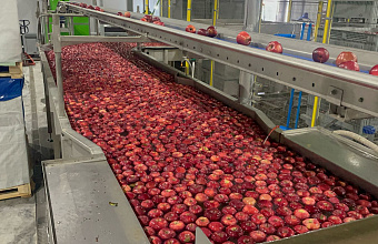 Дагестанские садоводы заметно нарастили производство плодов