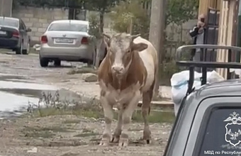 Разъяренного быка обезвредили полицейские Махачкалы