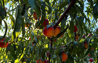 Объемы переработки плодоовощной продукции в Дагестане могут вырасти на 39%