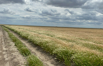 В Дагестане принимаются меры по предотвращению сельхозпалов