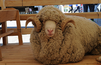 Животноводов Дагестана обязали к сентябрю завершить биркование овец и коз