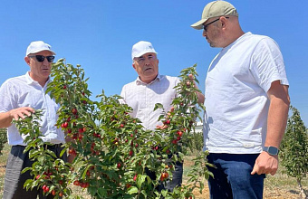 В Дагестане приступили к уборке промышленного урожая кизила