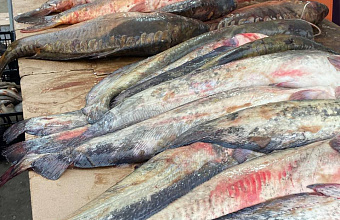 В Махачкале пройдет пятидневная ярмарка рыбной продукции