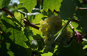 В Дагестане с марта 2025 года проведут инвентаризацию виноградников