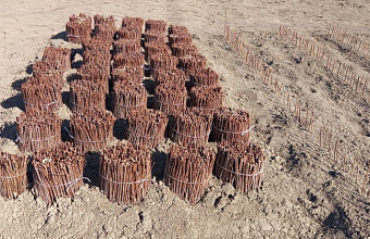 В Дагестане местное хозяйство вырастит 200 тысяч саженцев косточковых культур