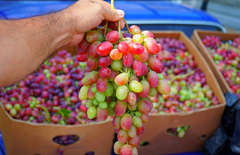 В Дагестане урожай винограда может превысить 300 тысяч тонн