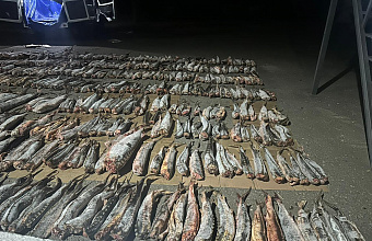 Дагестанец получил 2 года колонии за хранение свыше 1,7 тонны осетровой рыбы