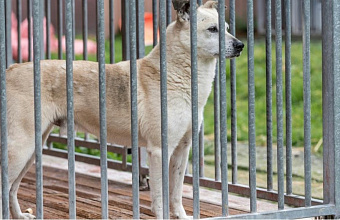 Депутат Асият Алиева потребовала усилить контроль за содержанием диких животных в неволе