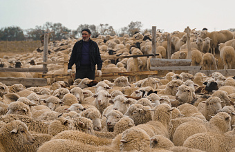 Животноводы Дагестана перегнали на зимние пастбища более одного миллиона голов скота