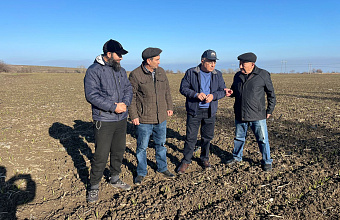 Дагестан лидирует по производству чеснока в России