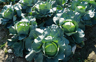 Дагестан занял 25% от всей площади выращивания капусты в России