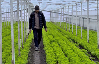 Полмиллиарда рублей инвестировали в переработку сельхозпродукции в Дагестане