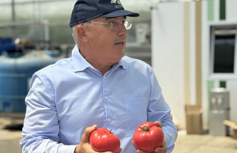 Дагестан занимает четвертое место в стране по выращиванию тепличных томатов
