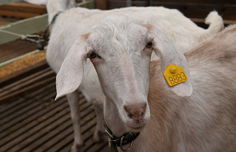 Дагестан принимает юбилейную XXV Российскую выставку племенных овец и коз