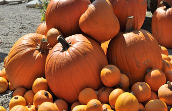 В Дагестане аграрии начали собирать осенний урожай тыквы