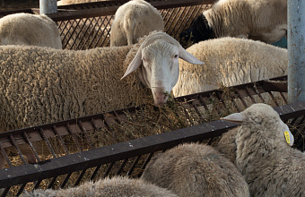 Дагестан стал лидером среди субъектов Северного Кавказа по производству шерсти в 2023 году
