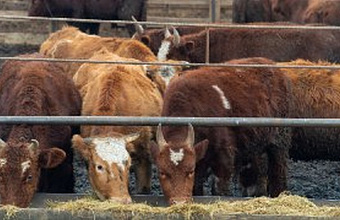 Дагестан в 2023 году увеличил производство мяса, молока и яиц