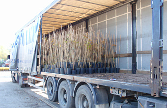 Россельхознадзор Дагестана проконтролировал 35 тысяч саженцев винограда для Крыма