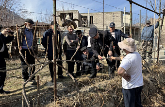 Лучшего обрезчика сада определили в рамках конкурса в Дагестане