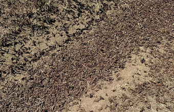 Почти 20 тысяч га земель в Дагестане заселены саранчой