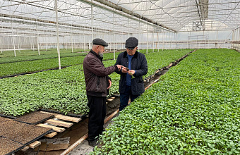 Большие возможности овощеводства в Дагестане