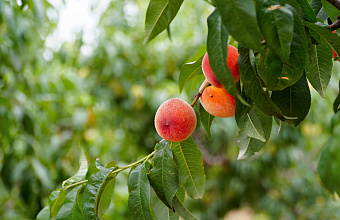 Рекордный урожай плодовых ожидается на юге Дагестана в 2024 году