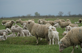 Более 20 животноводческих хозяйств представят Дагестан на Российской выставке племенных овец и коз