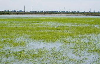 Дагестан в 2024 году проведет фитомелиоративные работы на 6,8 тыс. га земель