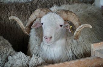 Дагестанская агрофирма представит уникальные породы домашнего скота на масштабной агровыставке