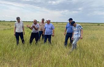 Более 25 тысяч гектаров земель обработано в Дагестане против саранчи – Минсельхозпрод РД