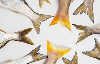 В Дагестане в 2024 году в водоемы планируется выпустить 100 тысяч мальков осетра