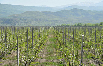 Аграрии Дагестана за весну перевыполнили годовой план по закладке садов
