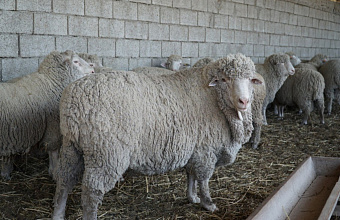 Дагестан в I квартале сохранил объемы сельхозпроизводства на уровне 2023 года