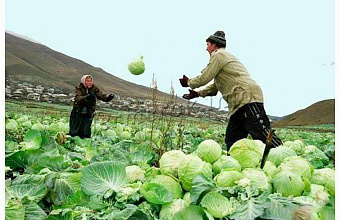 Дагестан занял первое место в России по производству капусты