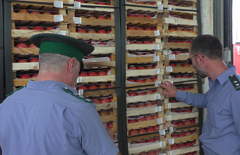 Порядка 6 тысяч тонн импортной сельхозпродукции проверено при ввозе в Дагестан