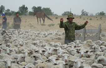 В Дагестане с горных пастбищ на равнину предстоит перегнать более 1,3 млн голов овец и коз