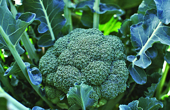 В Дагестане начали выращивать брокколи и пекинскую капусту