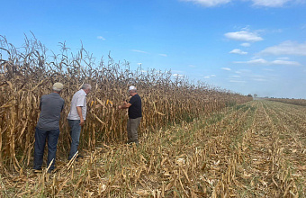 В Хасавюртовском районе началась уборка кукурузы