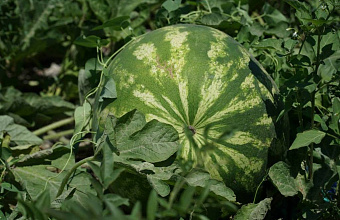 Дагестан увеличил площадь под бахчевыми культурами до 8 тысяч гектаров