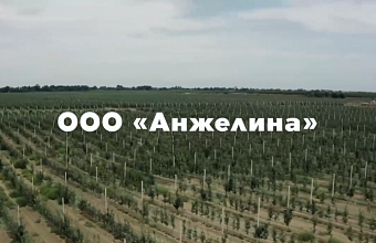 ООО «Анжелина» планирует строительство хранилищ плодов общей мощностью 8,8 тыс. тонн