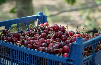 Возвратные заморозки повлияли на отпускные цены на урожай черешни – Минсельхоз РД