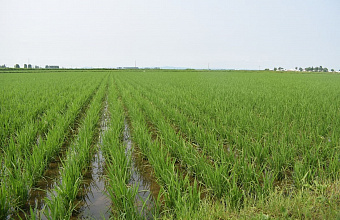 Минсельхоз России отметил вклад Дагестана в развитие рисоводства